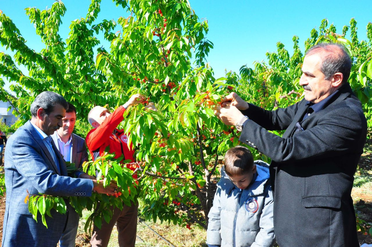 Manisa'da hasat edilen sezonunu ilk kirazı kilosu 3 bin 500 TL'den satıldı - Sayfa 6