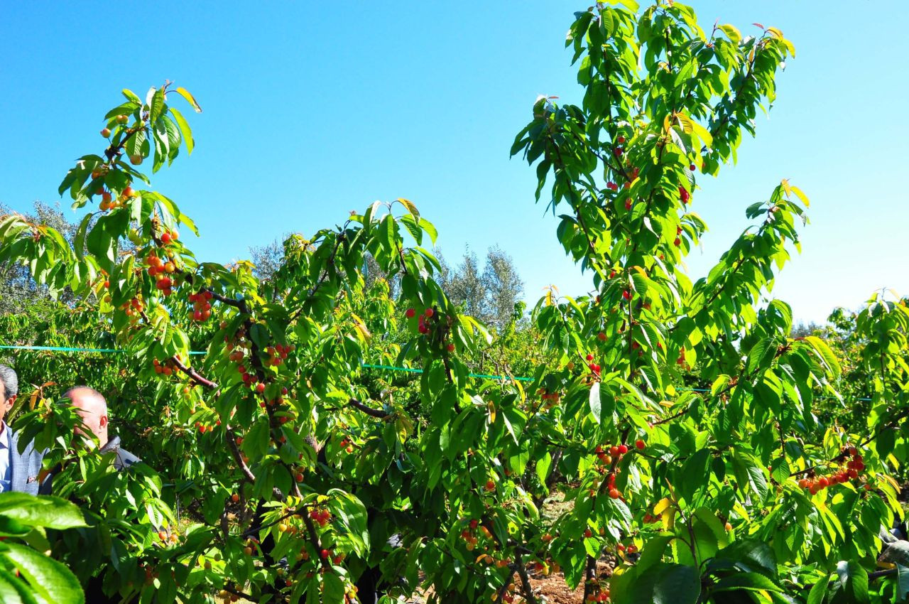 Manisa'da hasat edilen sezonunu ilk kirazı kilosu 3 bin 500 TL'den satıldı - Sayfa 5