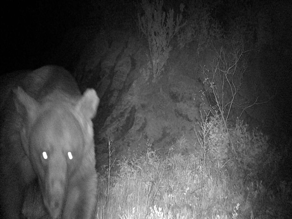 Balıkesir Erdek’te zeytinlikte ayı saldırısı: Şaban amca son anda kurtuldu! - Sayfa 3