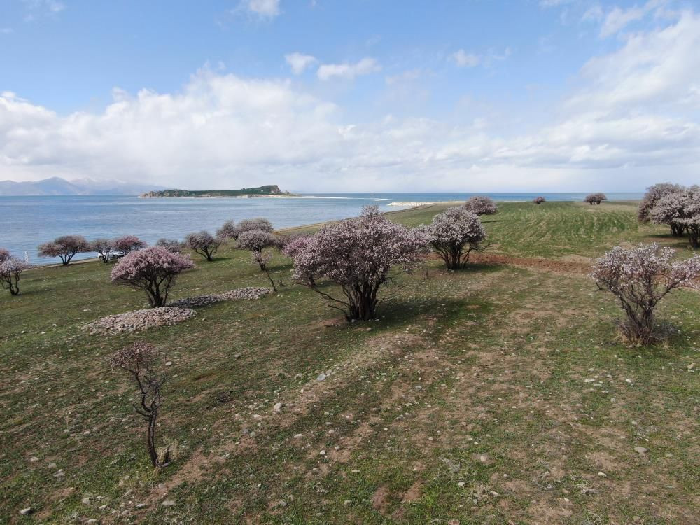 Van Gölü’nde bahar şöleni: Çarpanak Adası badem çiçekleriyle büyülüyor - Sayfa 8
