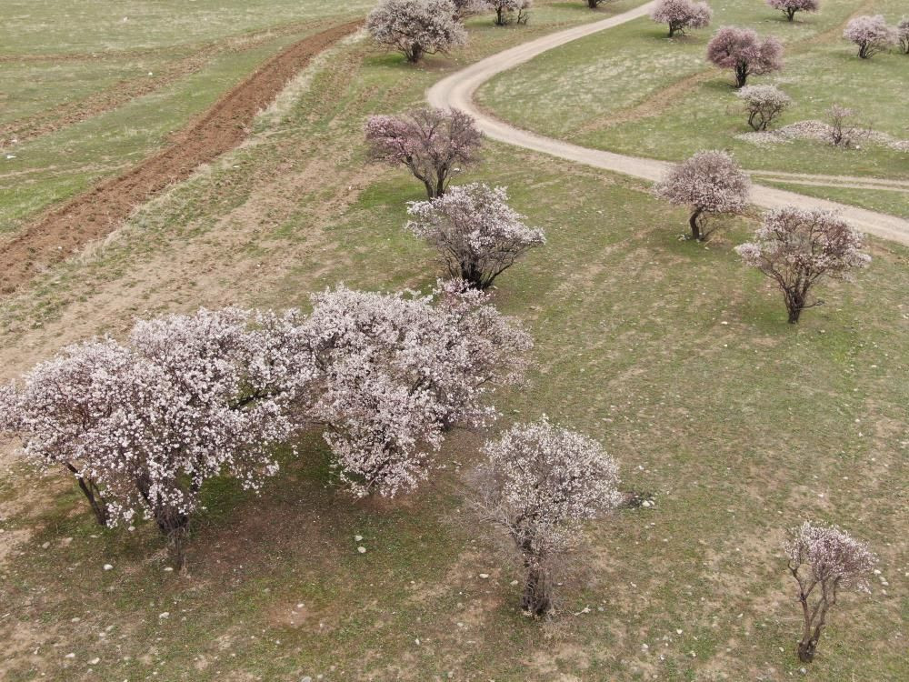 Van Gölü’nde bahar şöleni: Çarpanak Adası badem çiçekleriyle büyülüyor - Sayfa 6