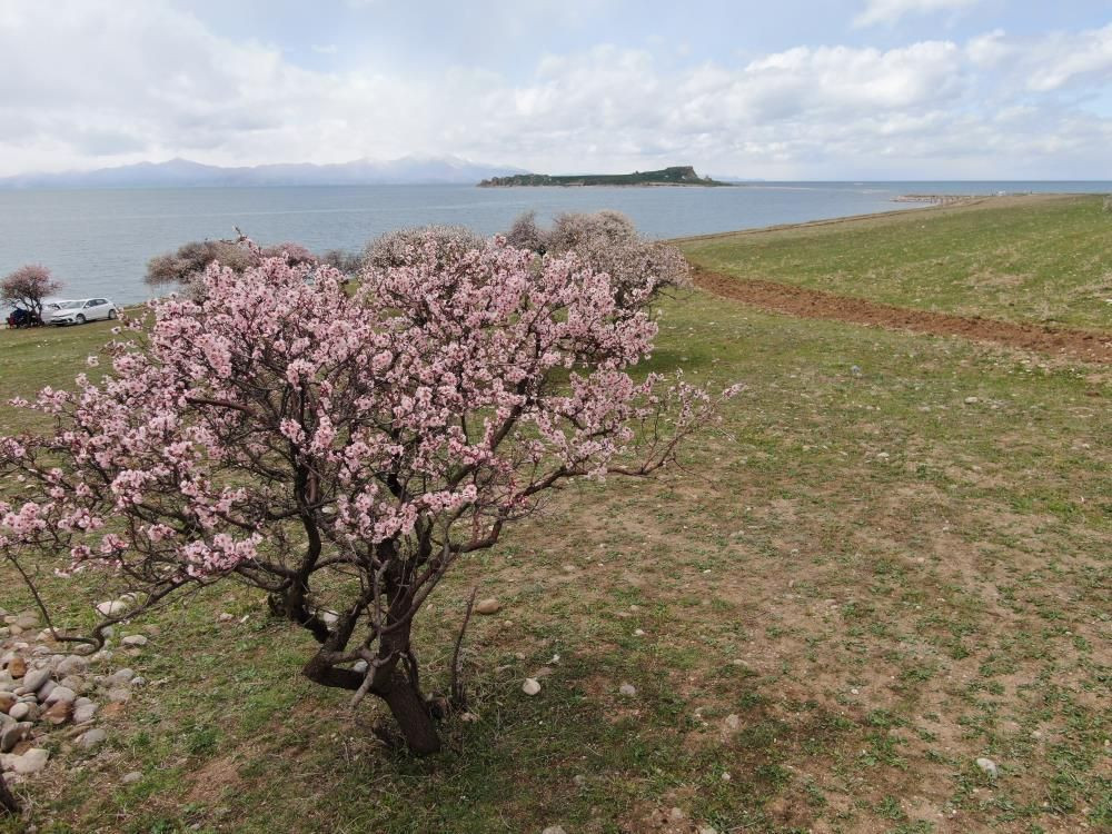 Van Gölü’nde bahar şöleni: Çarpanak Adası badem çiçekleriyle büyülüyor - Sayfa 5