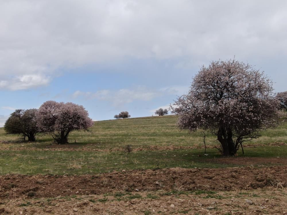 Van Gölü’nde bahar şöleni: Çarpanak Adası badem çiçekleriyle büyülüyor - Sayfa 4