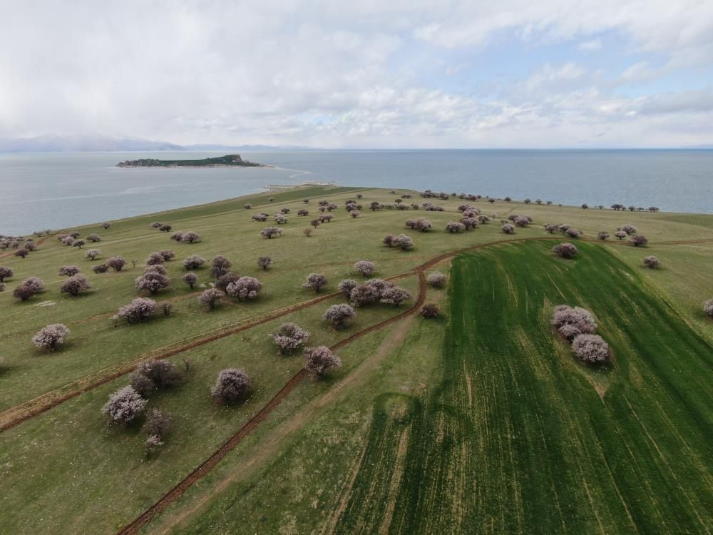 Van Gölü’nde bahar şöleni: Çarpanak Adası badem çiçekleriyle büyülüyor - Sayfa 11