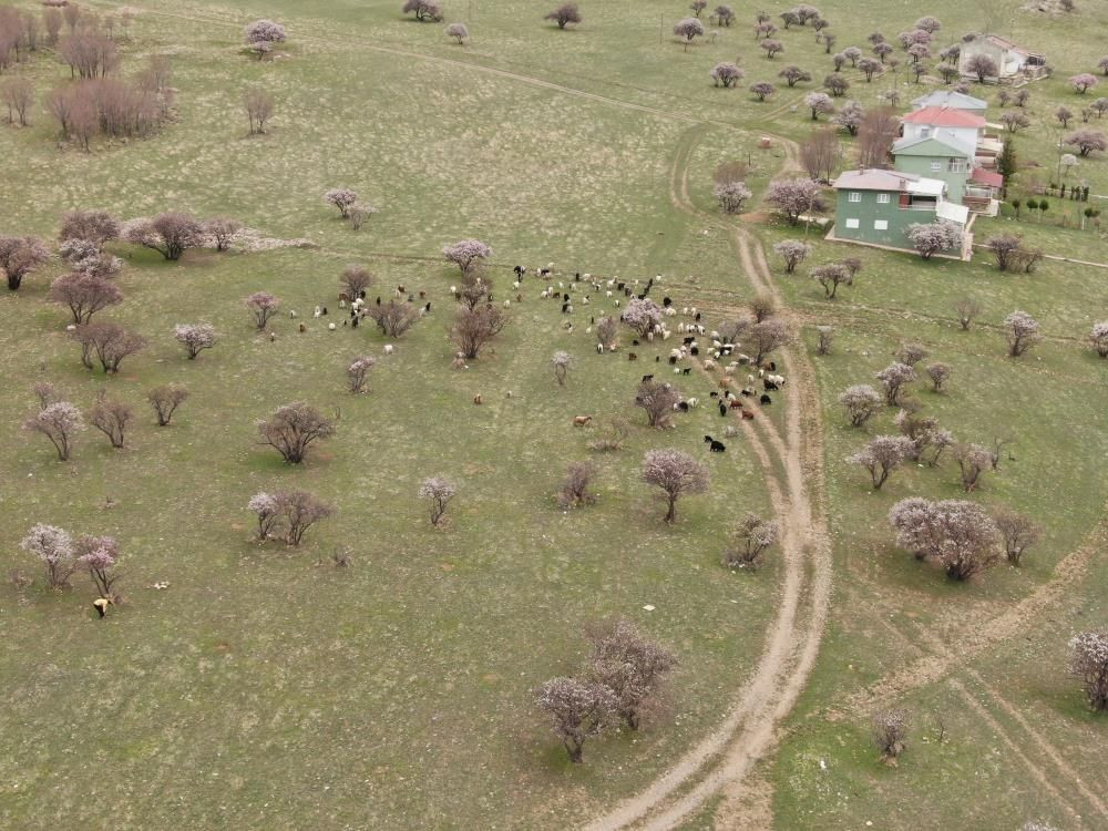 Van Gölü’nde bahar şöleni: Çarpanak Adası badem çiçekleriyle büyülüyor - Sayfa 10