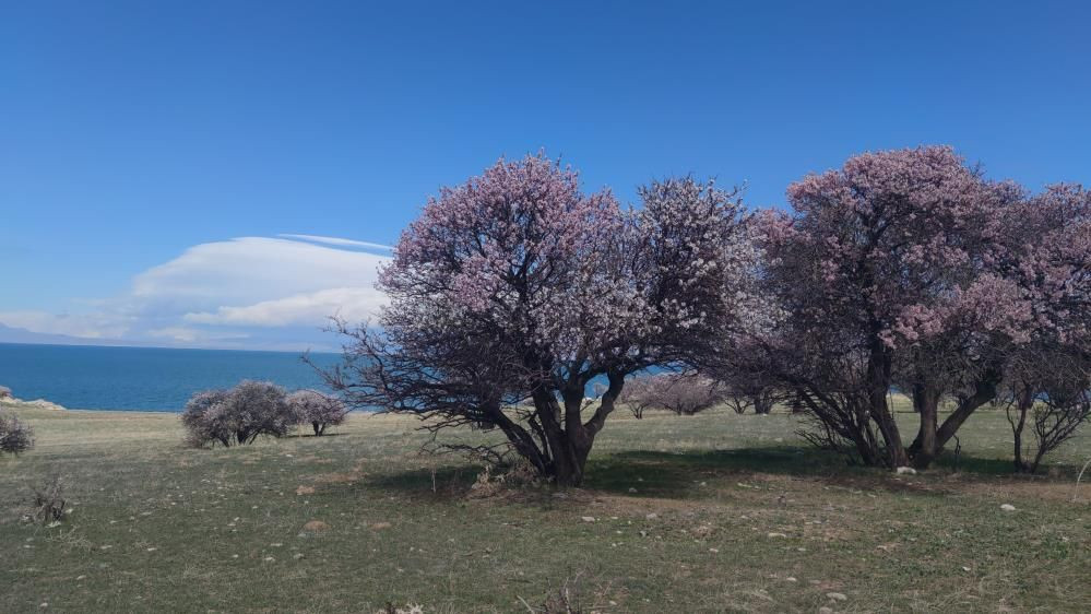 Van Gölü’nde bahar şöleni: Çarpanak Adası badem çiçekleriyle büyülüyor - Sayfa 1