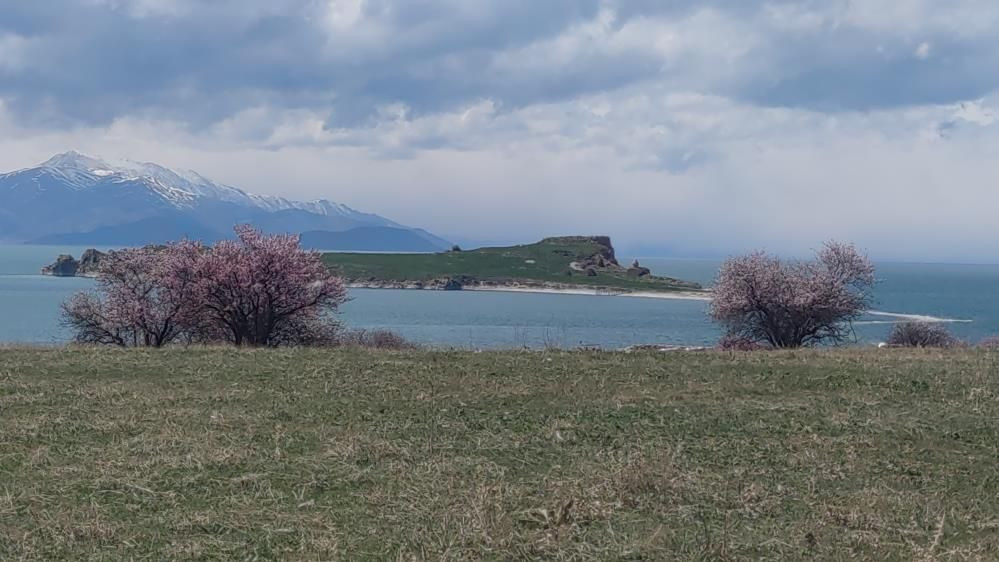Van Gölü’nde bahar şöleni: Çarpanak Adası badem çiçekleriyle büyülüyor - Sayfa 12