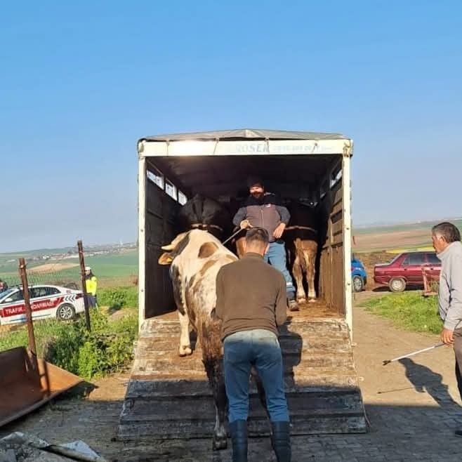 Tekirdağ’da yasa dışı hayvan sevkiyatına jandarmadan sıkı denetim: 27 büyükbaş kesildi - Sayfa 2