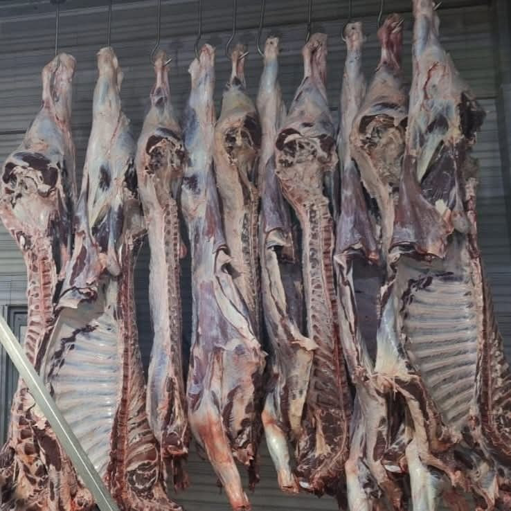 Tekirdağ’da yasa dışı hayvan sevkiyatına jandarmadan sıkı denetim: 27 büyükbaş kesildi - Sayfa 7