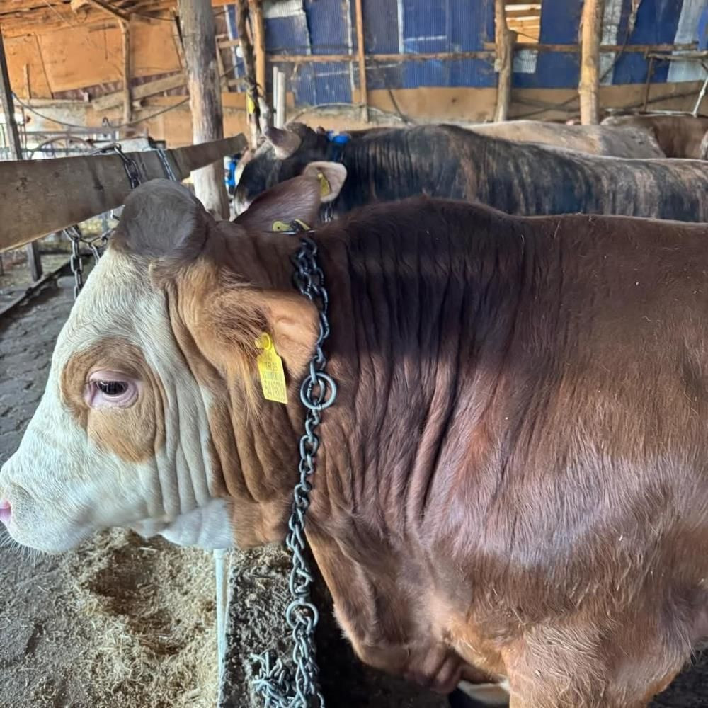 Tekirdağ’da yasa dışı hayvan sevkiyatına jandarmadan sıkı denetim: 27 büyükbaş kesildi - Sayfa 6