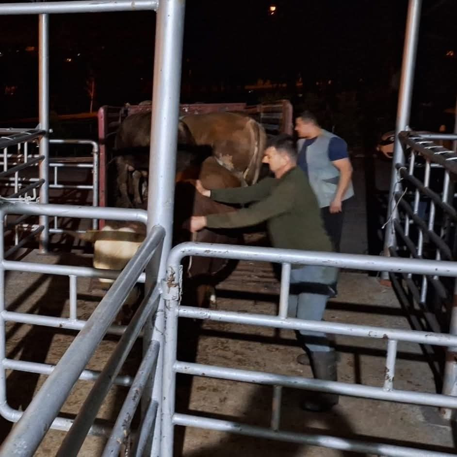 Tekirdağ’da yasa dışı hayvan sevkiyatına jandarmadan sıkı denetim: 27 büyükbaş kesildi - Sayfa 5