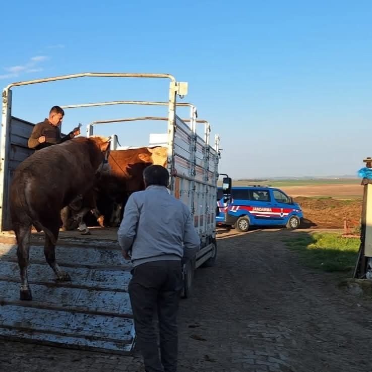 Tekirdağ’da yasa dışı hayvan sevkiyatına jandarmadan sıkı denetim: 27 büyükbaş kesildi - Sayfa 4