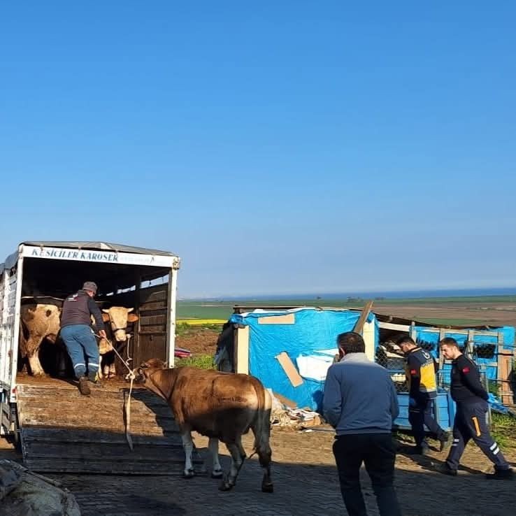 Tekirdağ’da yasa dışı hayvan sevkiyatına jandarmadan sıkı denetim: 27 büyükbaş kesildi - Sayfa 3