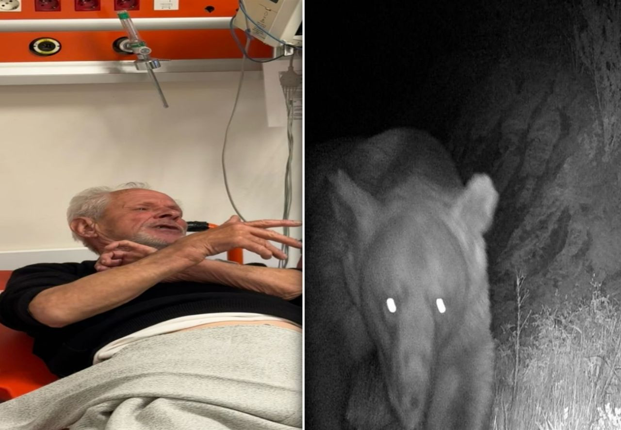 Balıkesir Erdek’te zeytinlikte ayı saldırısı: Şaban amca son anda kurtuldu! - Sayfa 1