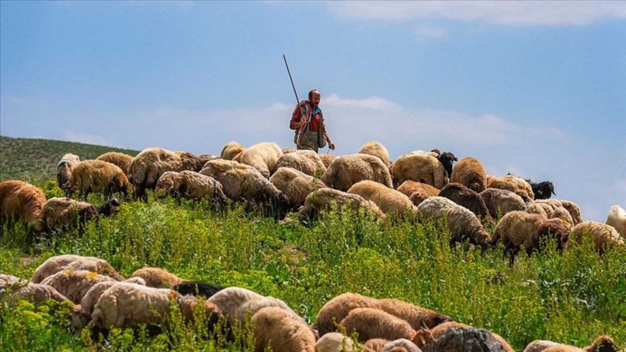 Maaşı 100 bin TL ama çalışan yok! Çobanlar altın çağını yaşıyor - Sayfa 2