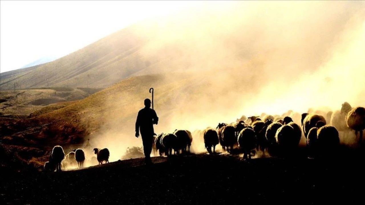 Maaşı 100 bin TL ama çalışan yok! Çobanlar altın çağını yaşıyor - Sayfa 3