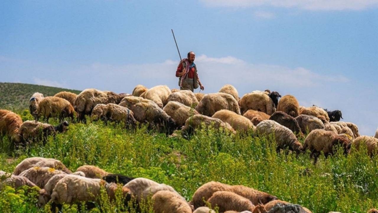 Maaşı 100 bin TL ama çalışan yok! Çobanlar altın çağını yaşıyor - Sayfa 4