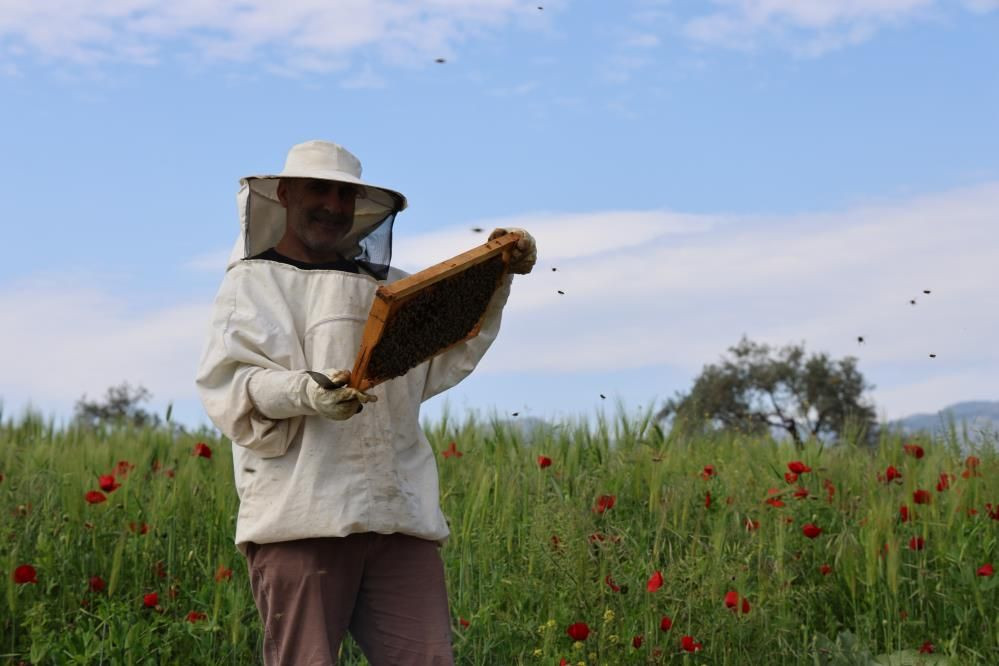Aydın’da arıcılık krizi: Soğuk bahar ve zehirli ilaçlar arıları telef etti - Sayfa 6