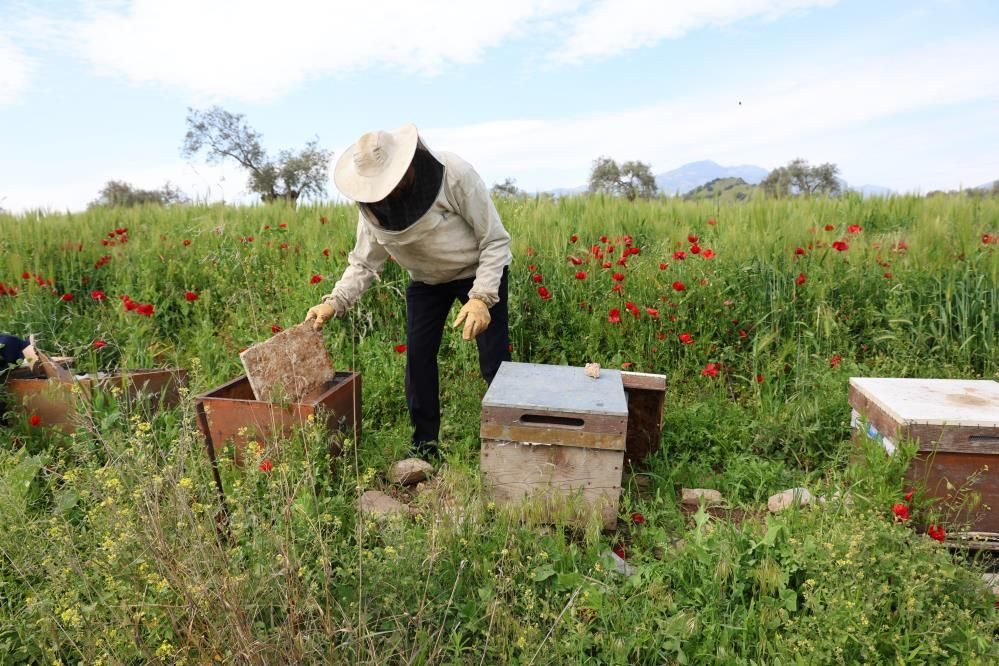 Aydın’da arıcılık krizi: Soğuk bahar ve zehirli ilaçlar arıları telef etti - Sayfa 5