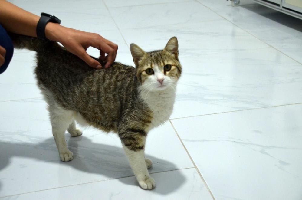 Didim’de mucize doğum: Sokak kedisi veteriner kliniğinde 5 yavru dünyaya getirdi - Sayfa 4