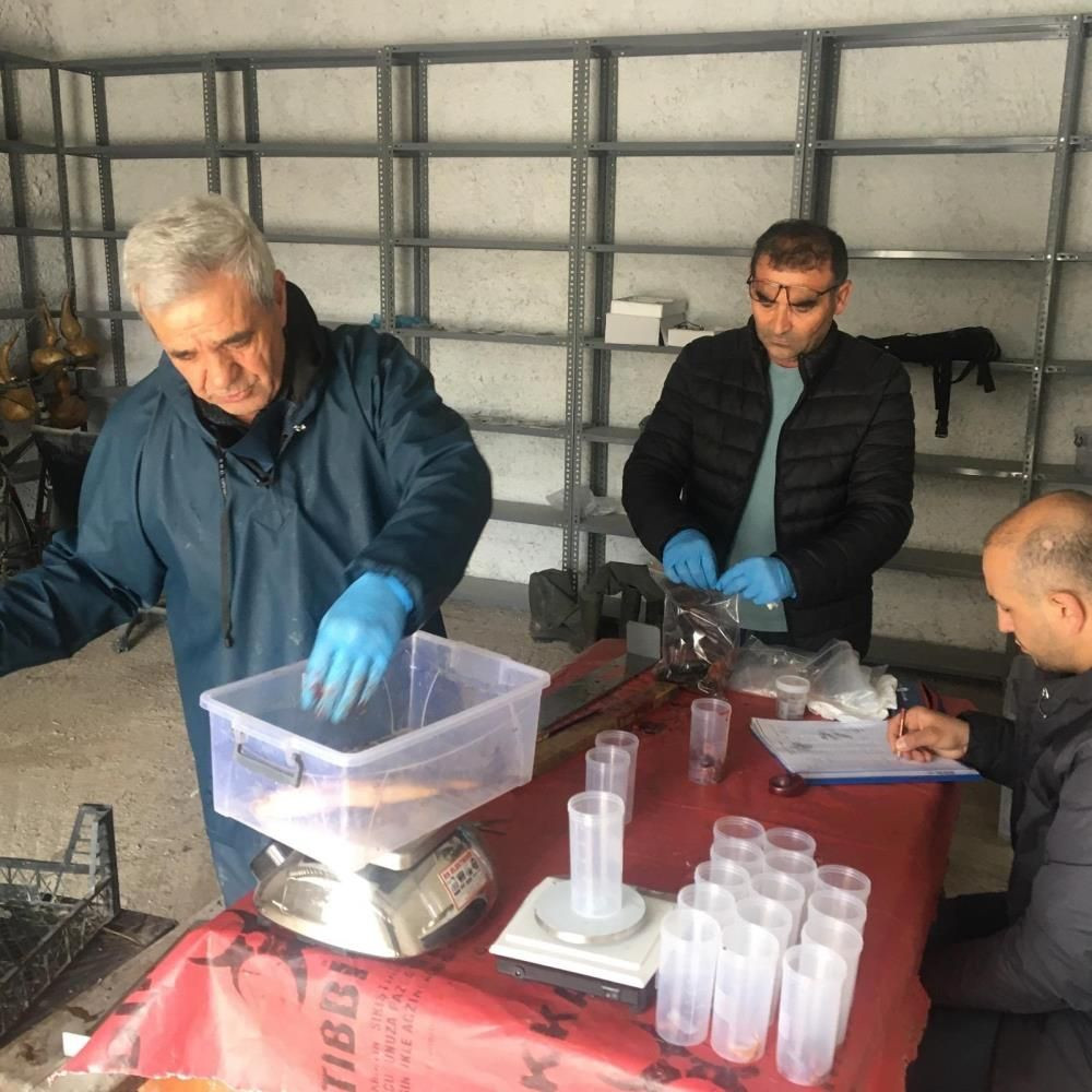 Eskişehir’de istilacı balık alarmı: Sakaryabaşı’nda 5 bin 376 balık yakalandı - Sayfa 4