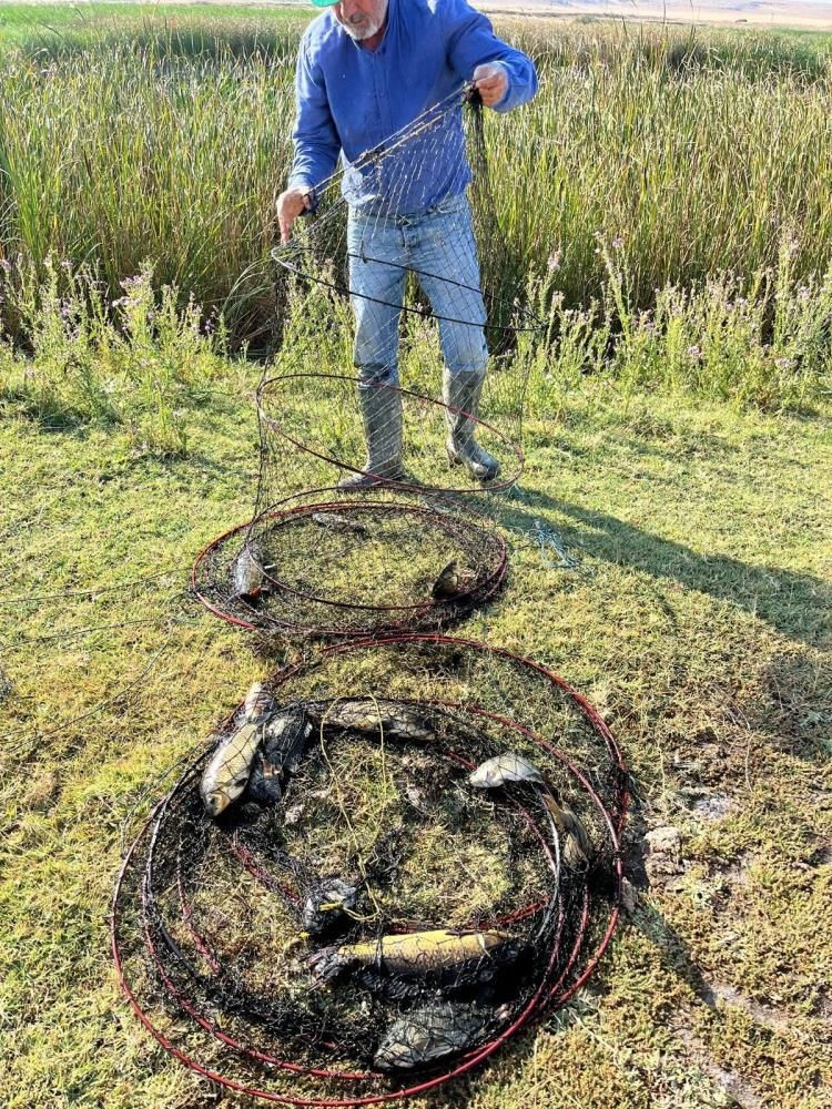 Eskişehir’de istilacı balık alarmı: Sakaryabaşı’nda 5 bin 376 balık yakalandı - Sayfa 2