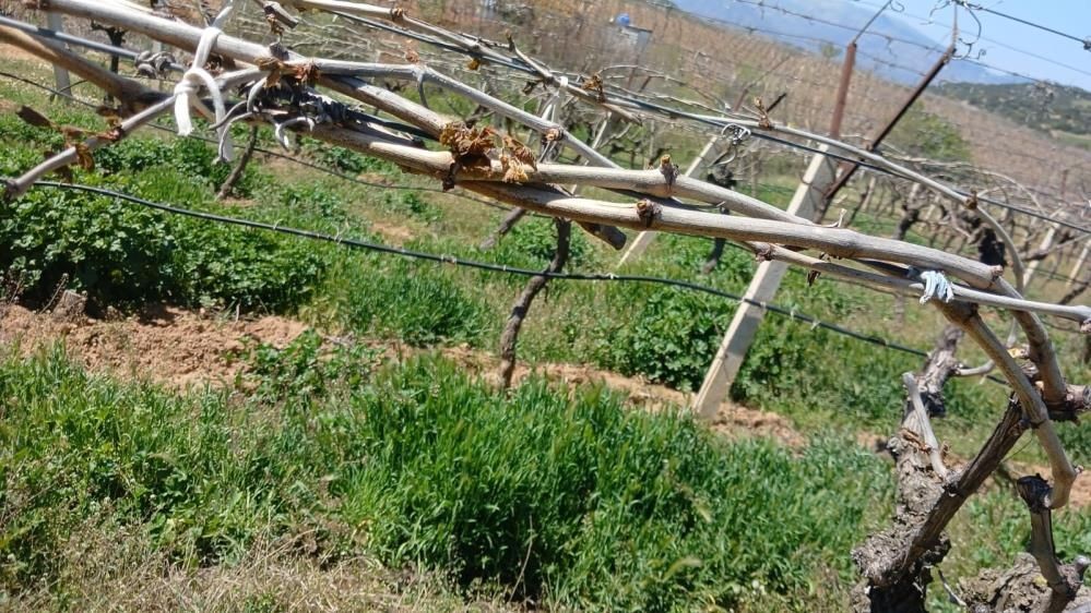 Sarıgöl’de ilginç manzara: Don afetini yaşadı çalışmaya ara vermedi... - Sayfa 1