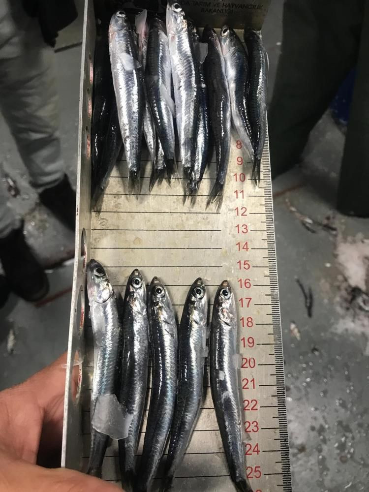 Rize’de yasadışı avcılığa 91 bin TL ceza: 6,5 ton balığa el kondu - Sayfa 6