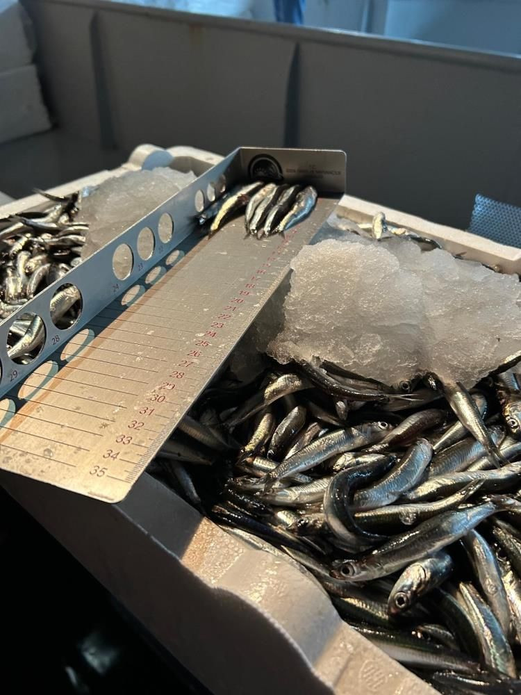 Rize’de yasadışı avcılığa 91 bin TL ceza: 6,5 ton balığa el kondu - Sayfa 3