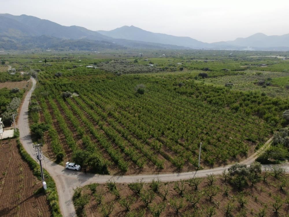 İzmir’de don felaketi: Kiraz, üzüm ve meyve ağaçları zarar gördü - Sayfa 2