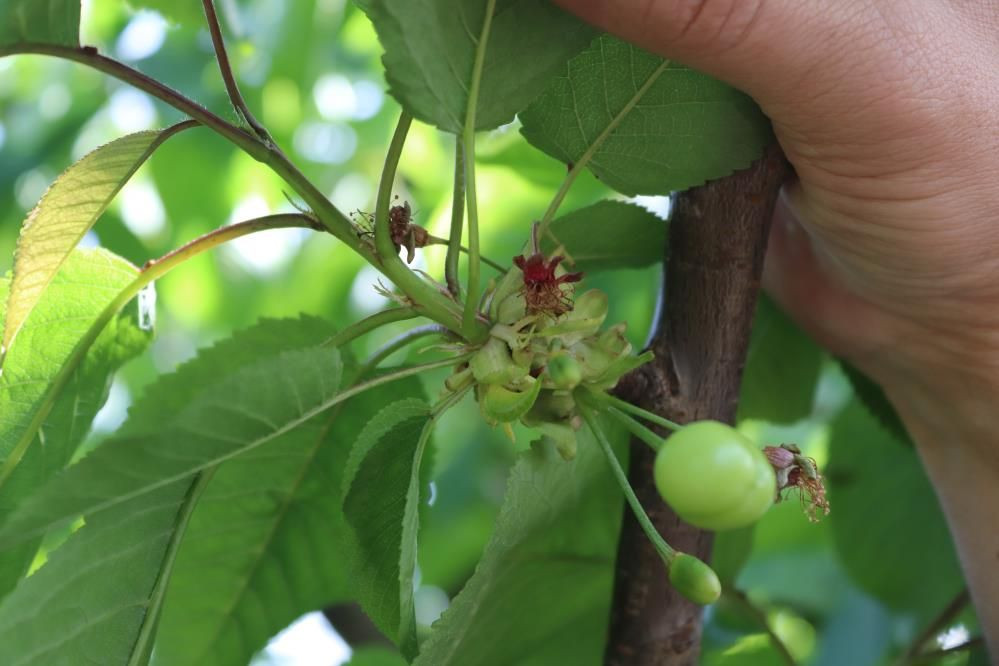 İzmir’de don felaketi: Kiraz, üzüm ve meyve ağaçları zarar gördü - Sayfa 6