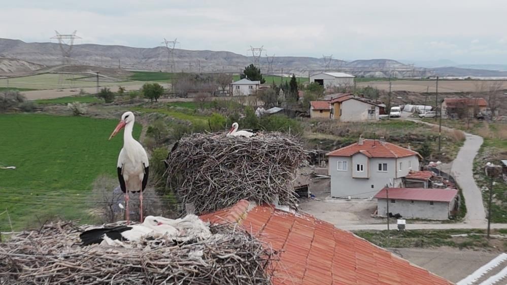 Sarıyar Barajı’nda ilkbahar şöleni: Flamingolar ve leylekler büyüledi - Sayfa 1