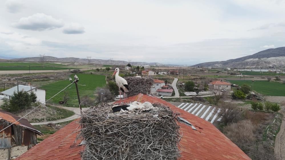 Sarıyar Barajı’nda ilkbahar şöleni: Flamingolar ve leylekler büyüledi - Sayfa 2