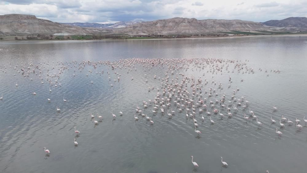 Sarıyar Barajı’nda ilkbahar şöleni: Flamingolar ve leylekler büyüledi - Sayfa 5