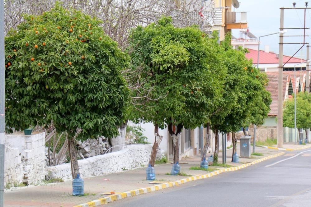 Bozdoğan’da kuraklığa karşı yenilikçi çözüm: Damacanalarla ağaçlar hayat buluyor - Sayfa 3