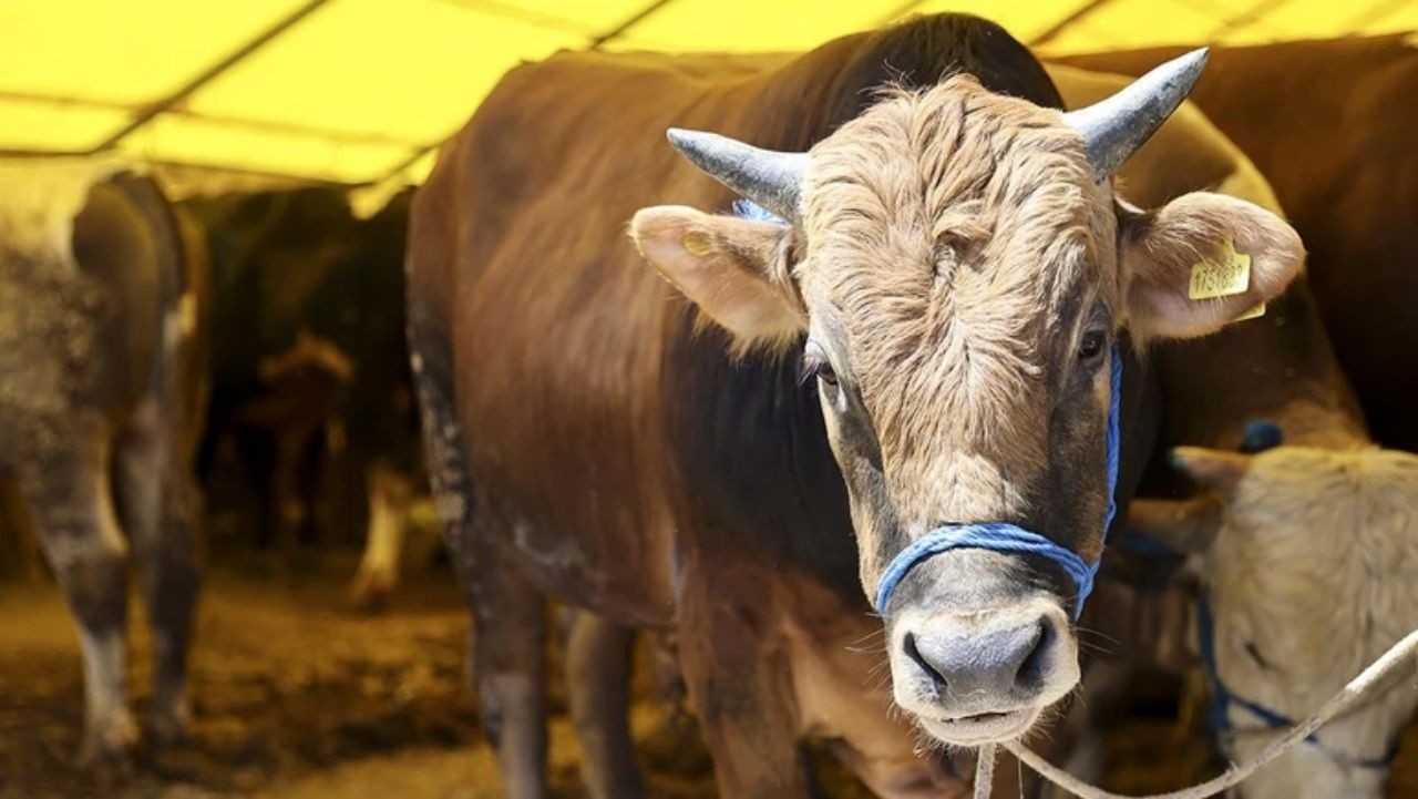 Kurbanlık fiyatları şaşırtıyor! İllere göre büyük fark, en ucuz hangi şehirde? - Sayfa 3