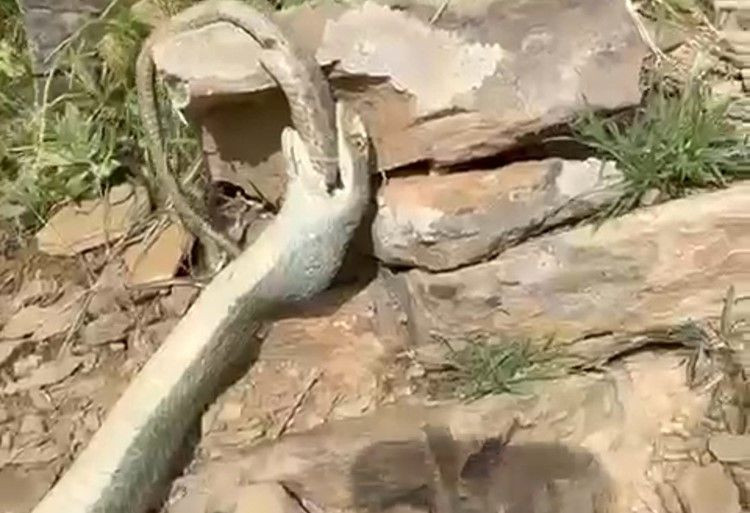 Hakkari'de enteresan olay: Yılan başka bir yılanı yedi! - Sayfa 1