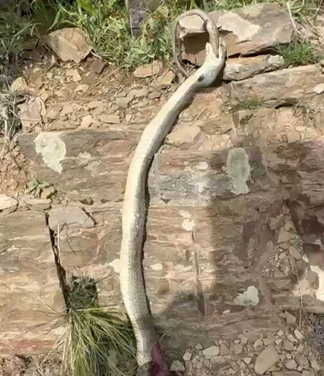 Hakkari'de enteresan olay: Yılan başka bir yılanı yedi! - Sayfa 3