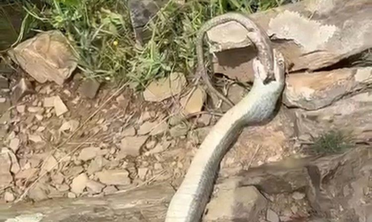 Hakkari'de enteresan olay: Yılan başka bir yılanı yedi! - Sayfa 2