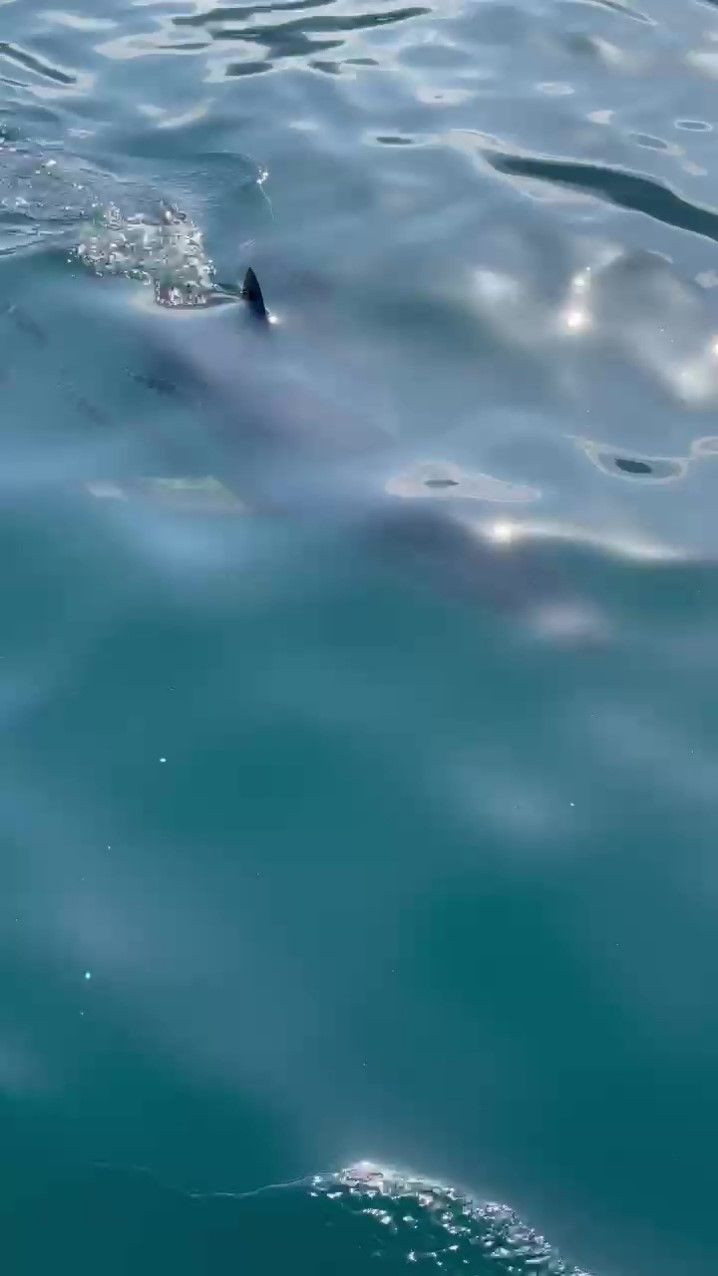 Antalya’da şaşırtan anlar! Yavru köpek balığı çapaya saldırdı, balıkçı şoke oldu - Sayfa 7