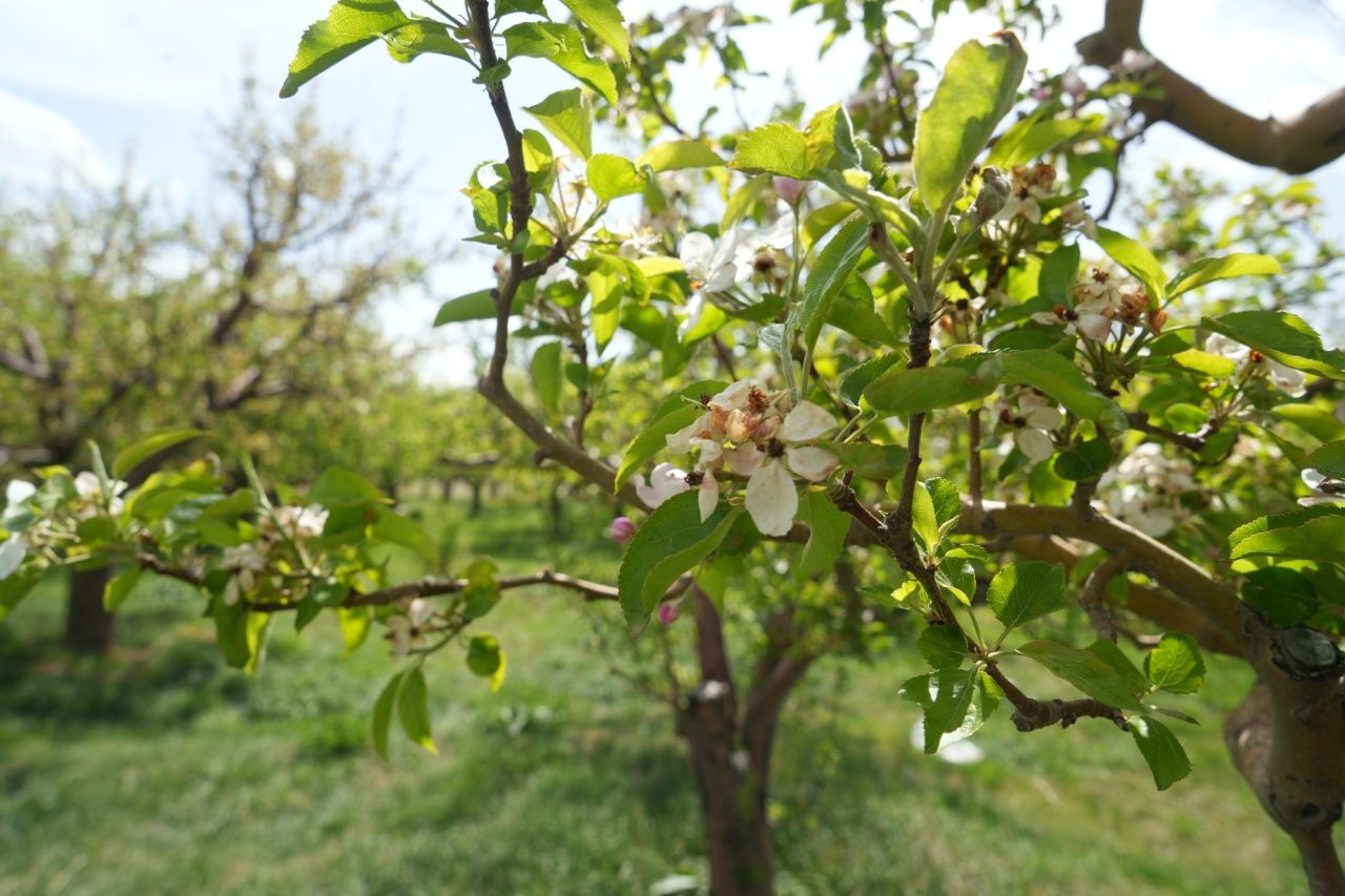 TZOB Başkanı Bayraktar Niğde’de! Zirai don elma bahçelerini vurdu, zarar %90’ı aştı - Sayfa 6