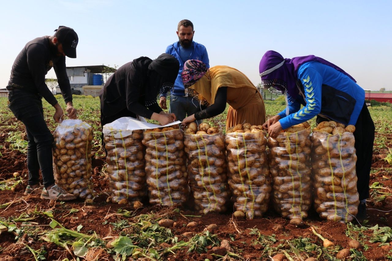 Adana’da turfanda patates hasadı başladı! Tarlada 20 TL’ye alıcı buldu - Sayfa 1