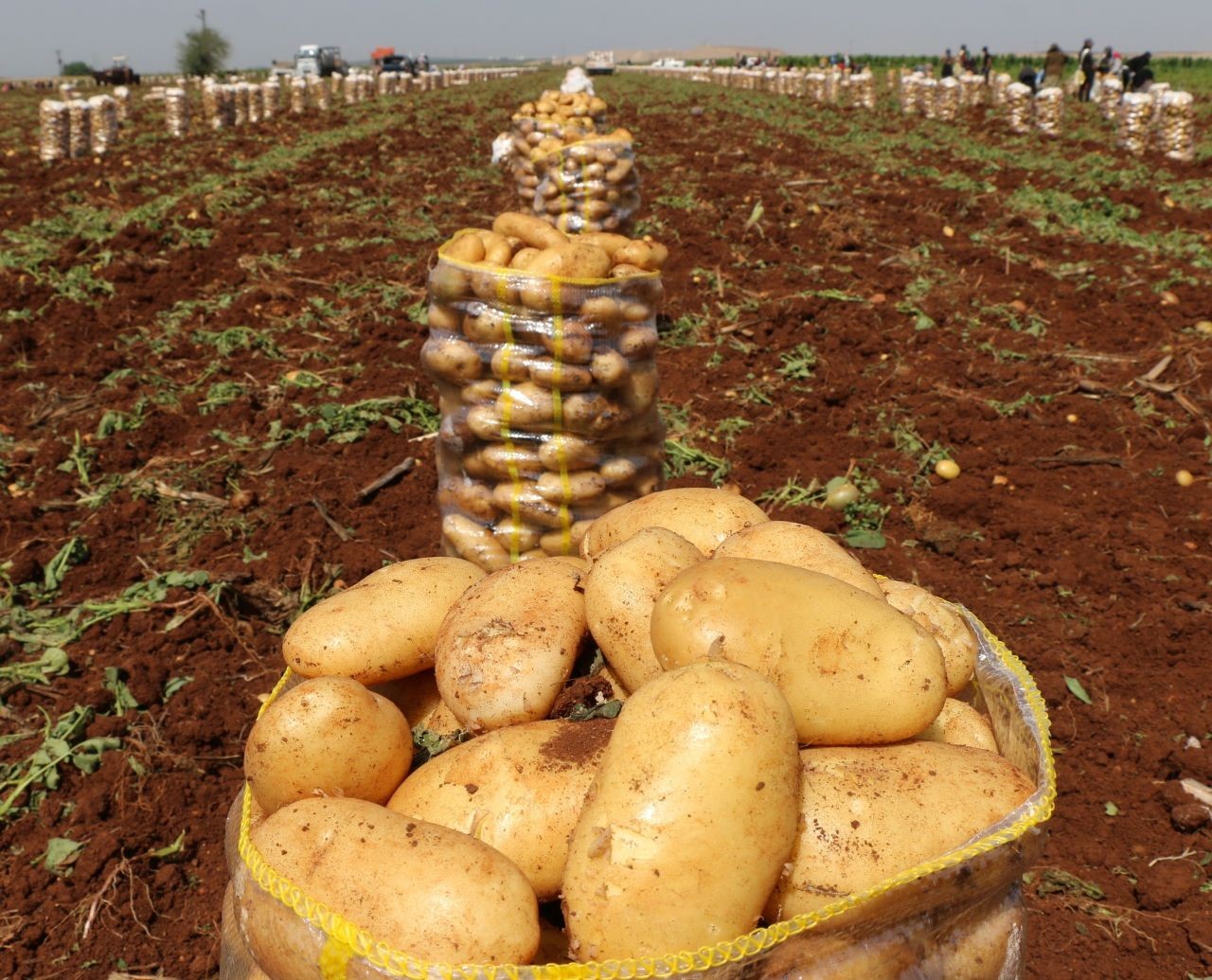 Adana’da turfanda patates hasadı başladı! Tarlada 20 TL’ye alıcı buldu - Sayfa 3