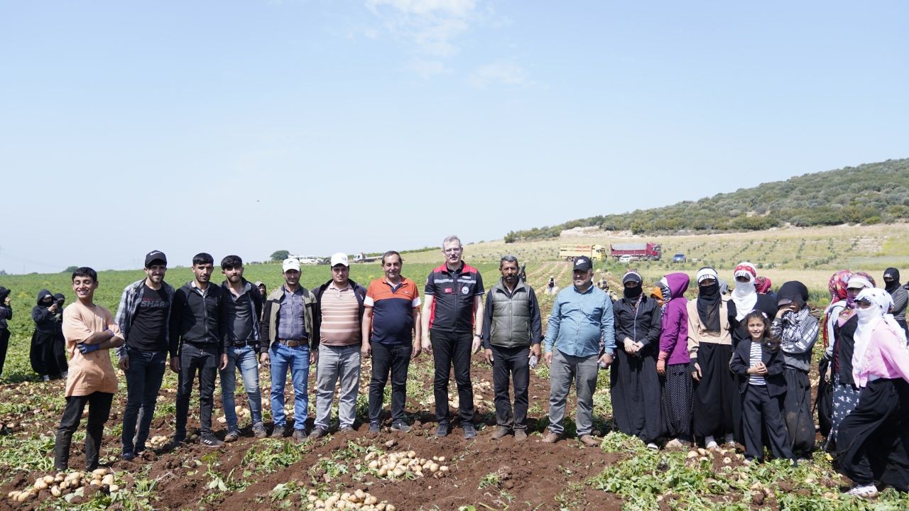 Adana’da turfanda patates hasadı başladı! Tarlada 20 TL’ye alıcı buldu - Sayfa 4