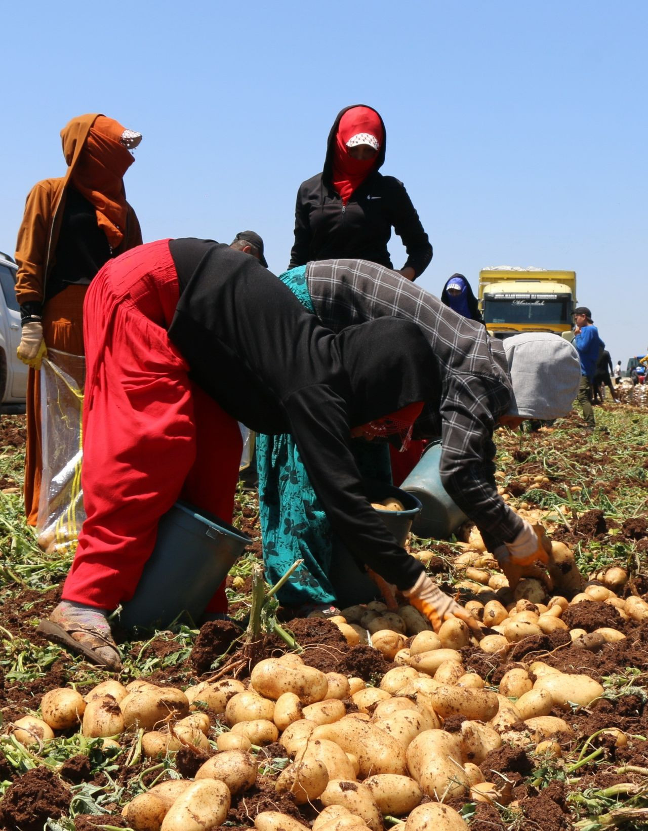 Adana’da turfanda patates hasadı başladı! Tarlada 20 TL’ye alıcı buldu - Sayfa 5