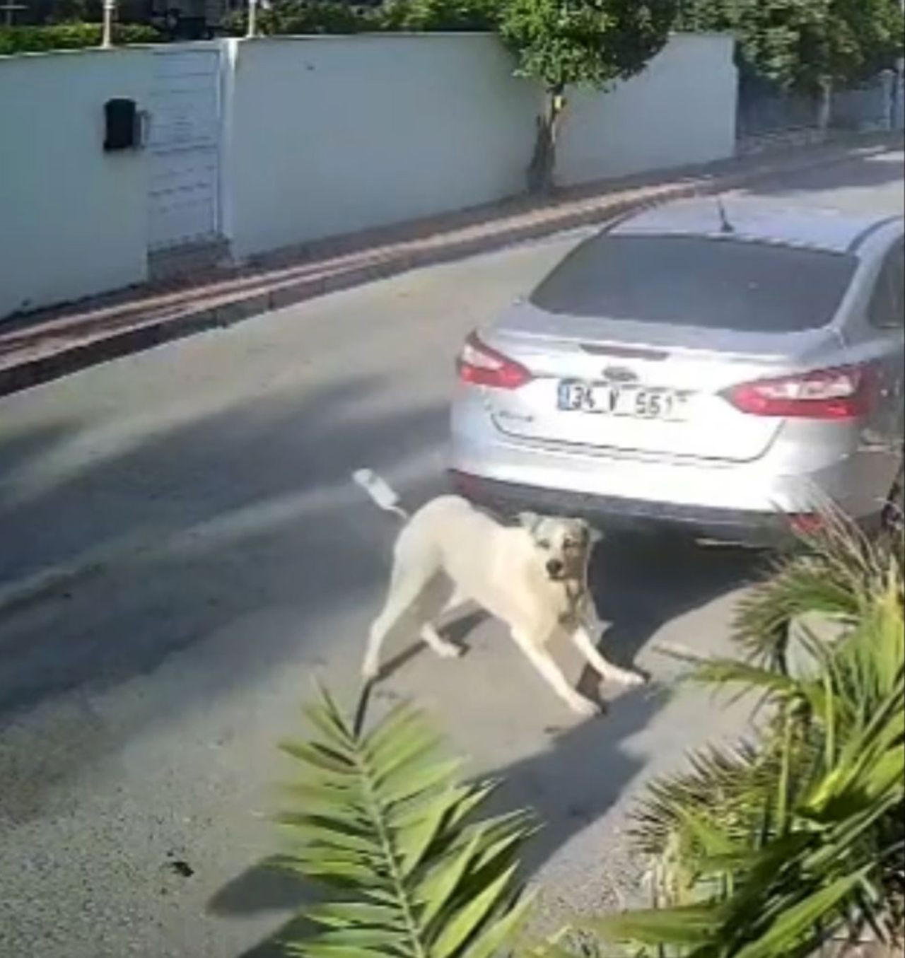 Emekli polisi memuru, havladı diye köpeği katletti! Lady'yi 3 el ateş ederek öldürdü - Sayfa 2