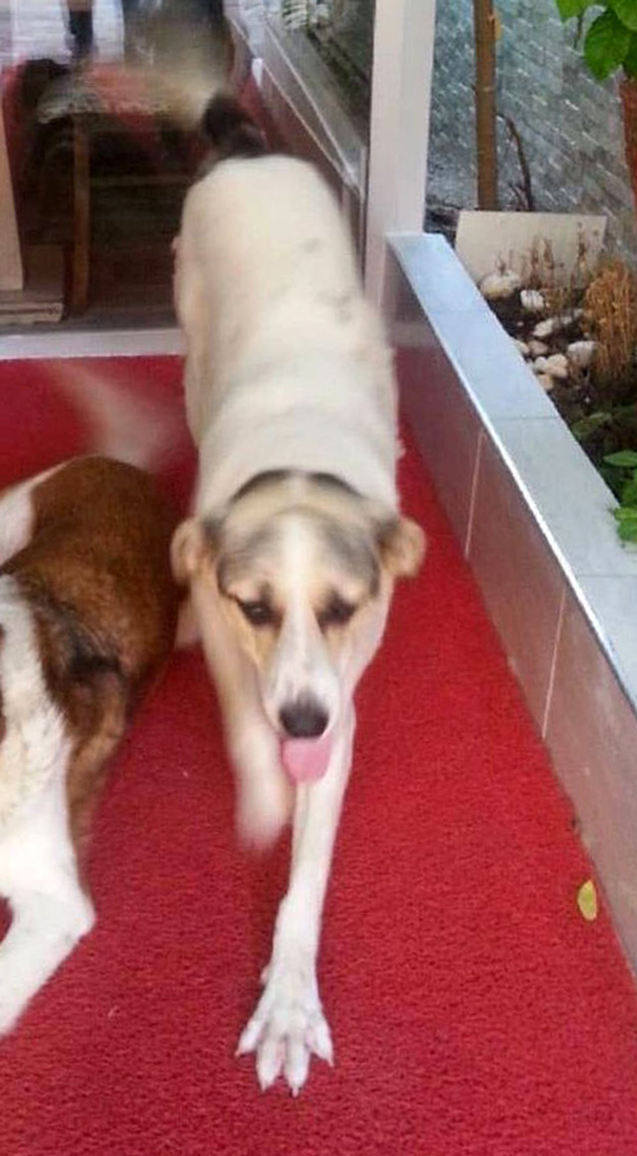 Emekli polisi memuru, havladı diye köpeği katletti! Lady'yi 3 el ateş ederek öldürdü - Sayfa 1