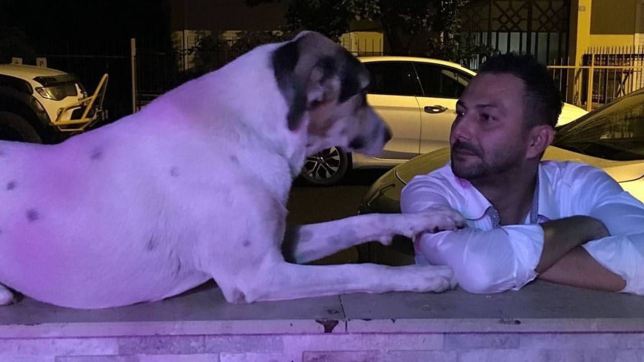 Emekli polisi memuru, havladı diye köpeği katletti! Lady'yi 3 el ateş ederek öldürdü - Sayfa 5