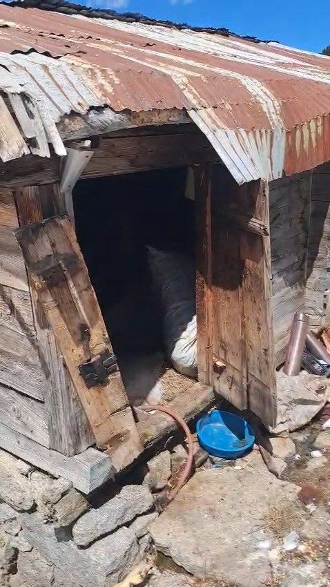 Rize'de kış uykusundan uyanan ayılar evlere dadandı, 30 hanede yiyecek aramışlar - Sayfa 6