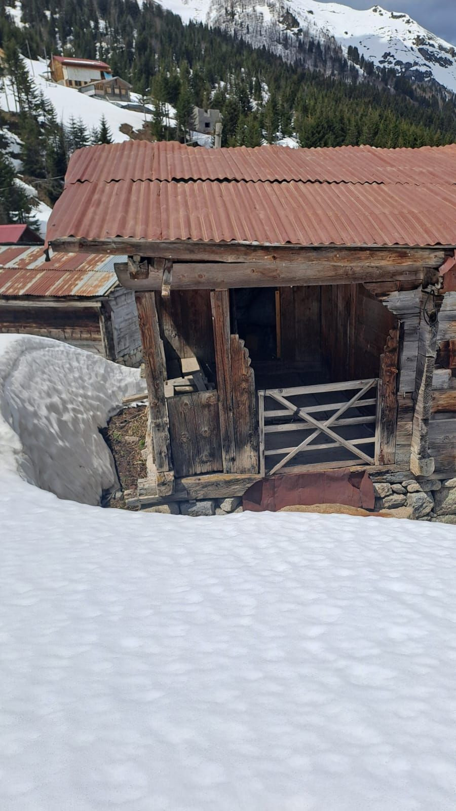 Rize'de kış uykusundan uyanan ayılar evlere dadandı, 30 hanede yiyecek aramışlar - Sayfa 3